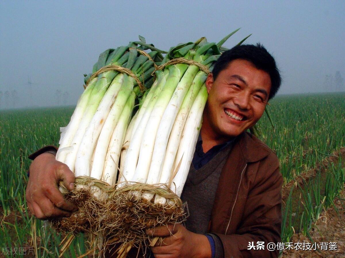 大葱种植技术，大葱栽种和管理技巧 阳台种菜 第7张