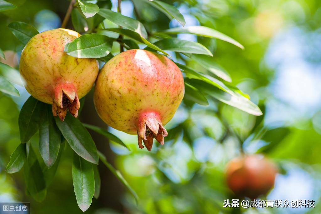 盐碱地适合种什么植物,碱性土壤可以种的几种树 绿植养护 第3张