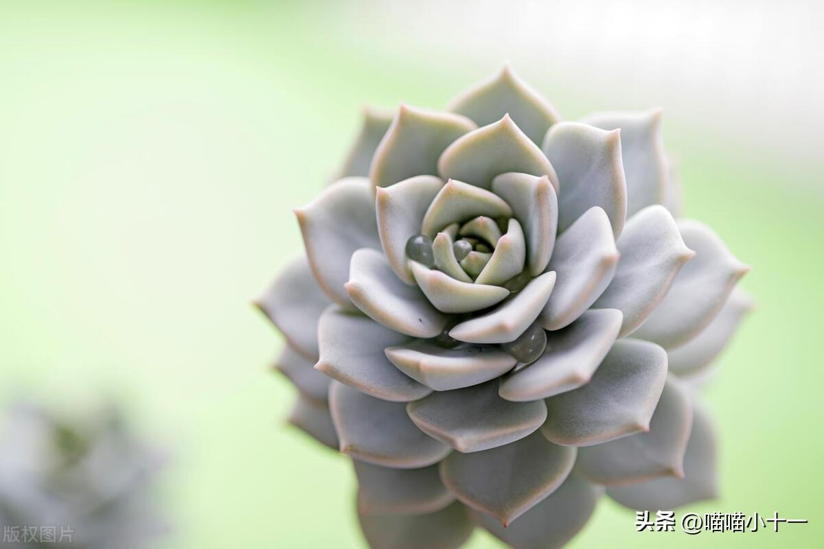 多肉换盆注意事项，多肉换盆的5个种植技巧 多肉植物 第1张