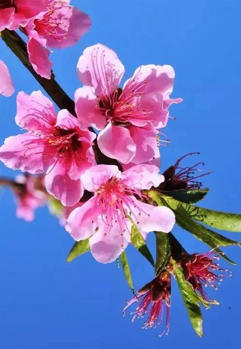 桃花杏花梨花的开花顺序，春风绽百花各种花开放的顺序 植物百科 第3张