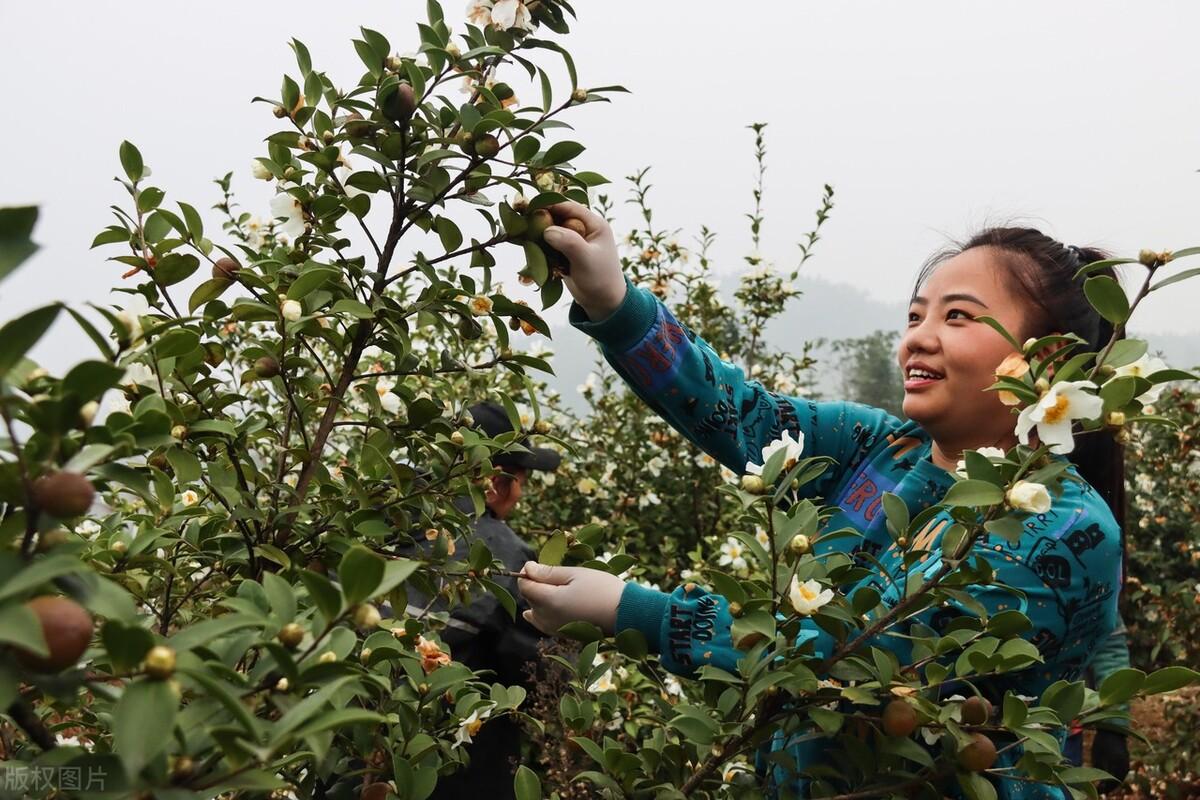 油茶树种植技术，油茶树的种植栽培方法 绿植养护 第11张