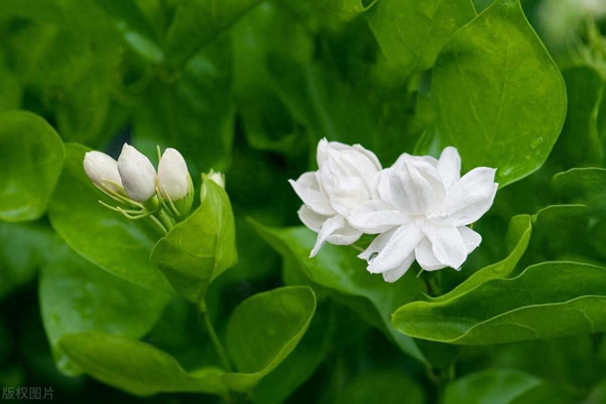 栀子花和茉莉的区别是什么，如何快速区分出茉莉花和栀子花？ 植物百科 第1张