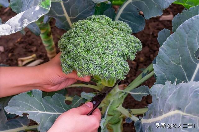 西兰花怎么种，西兰花种植攻略及要点 阳台种菜 第6张