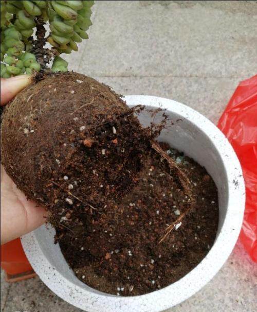 钱串什么时候换盆换土，钱串换盆换土的具体方法 多肉植物 第3张