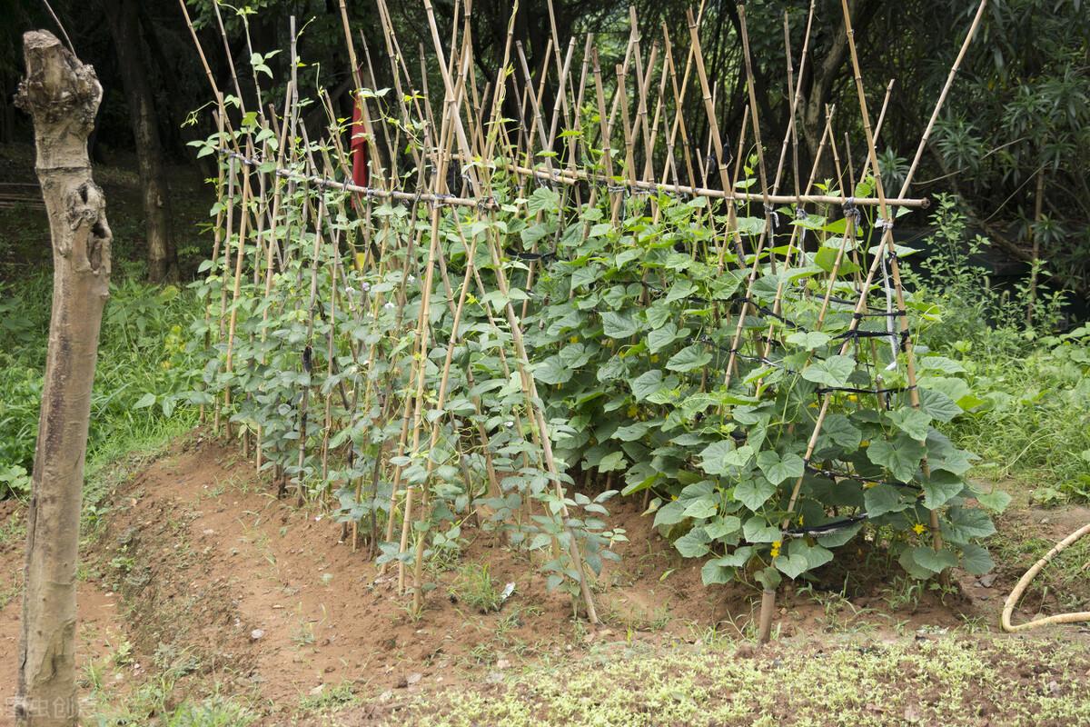 四季豆什么时候种最好，四季豆种植技术与管理 阳台种菜 第2张