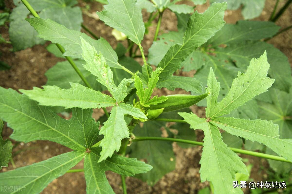 秋葵几月份种植最好，秋葵的种植方法 阳台种菜 第3张