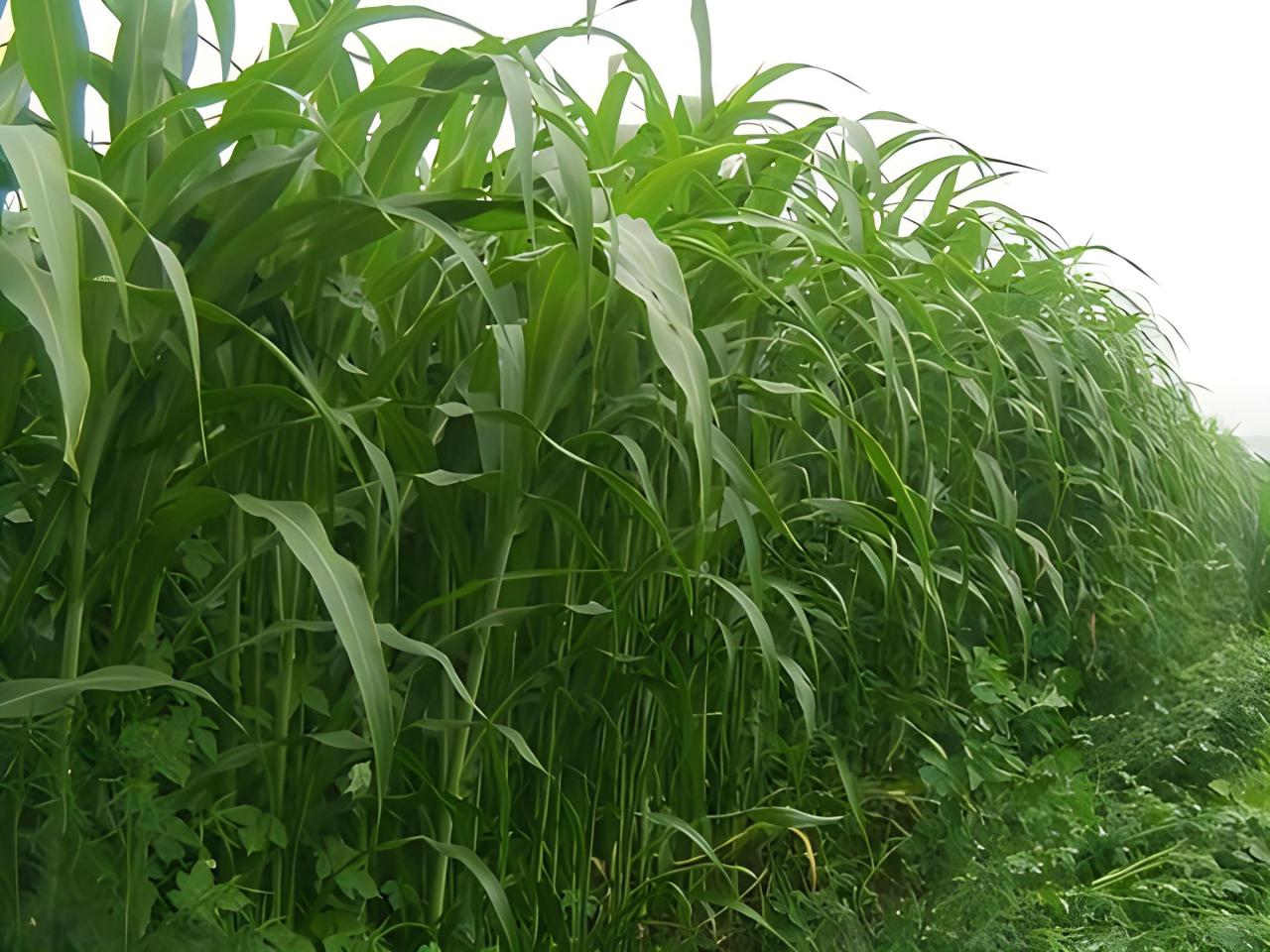 苏丹草种植技术和方法，苏丹草的栽培要点及饲用价值介绍 绿植养护 第5张