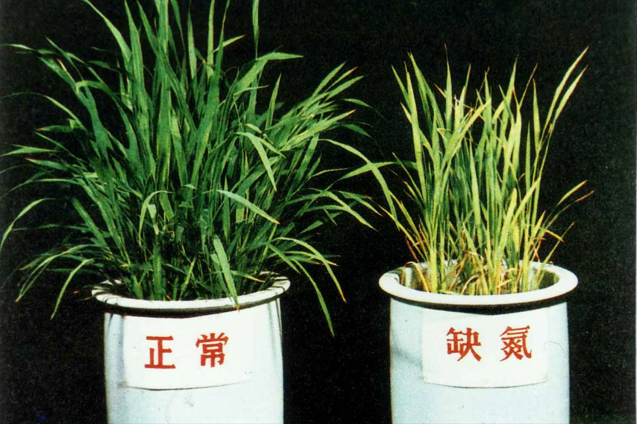 氮肥的作用和施用方法，氮肥包括哪些肥料？ 养花知识 第4张