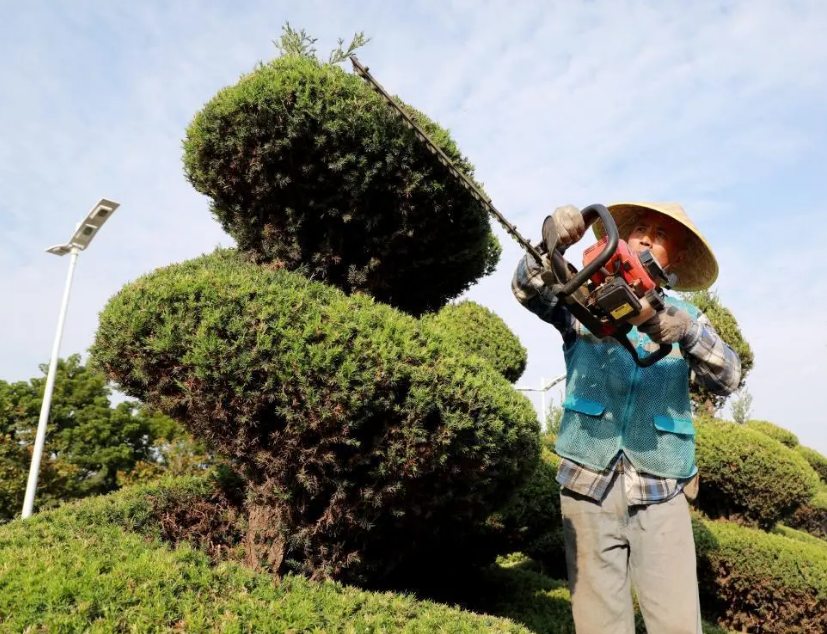 为何树木移栽时要截枝，苗木移植时为什么要先进行修剪呢？ 绿植养护 第4张