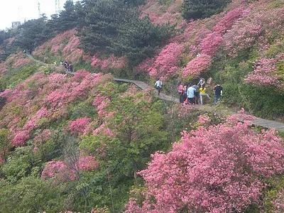 花中西施是什么花？ 植物百科 第8张