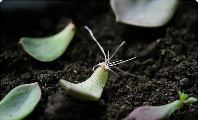 多肉叶插只长根不发芽是怎么回事，怎么办？ 多肉植物 第1张