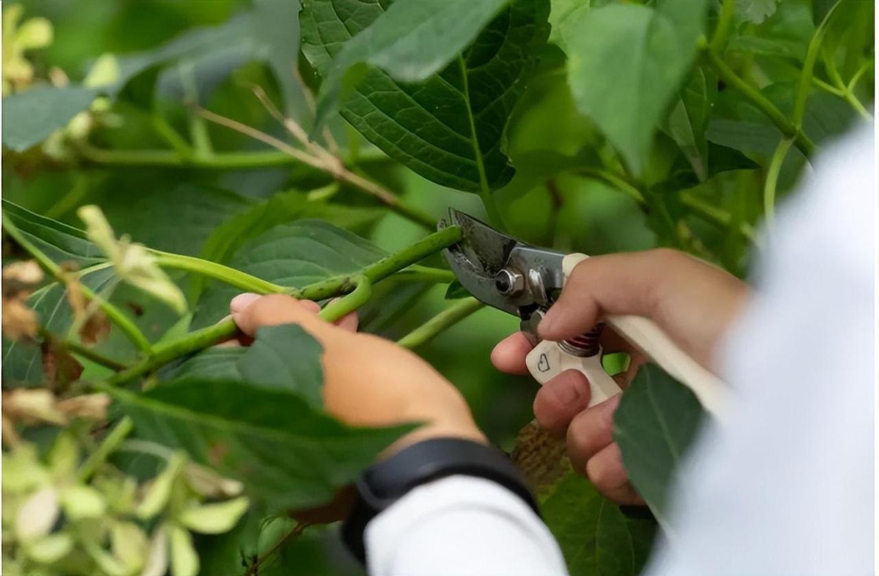 绣球花冬天怎么养，绣球花过冬养护注意事项 养花知识 第10张