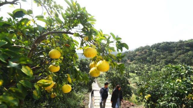 柚子树的栽培与管理方法，柚子怎么种？ 绿植养护 第2张