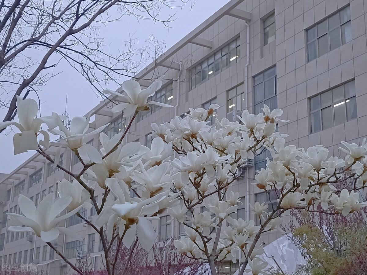 哪种植物一般是先开花后长叶子，13种先花后叶的植物有你喜欢的吗 植物百科 第8张