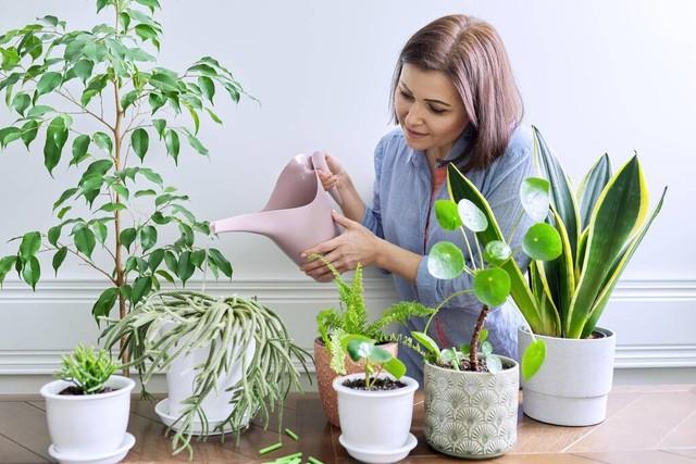 多肉植物怎么养，多肉植物养殖步骤和方法 多肉植物 第3张