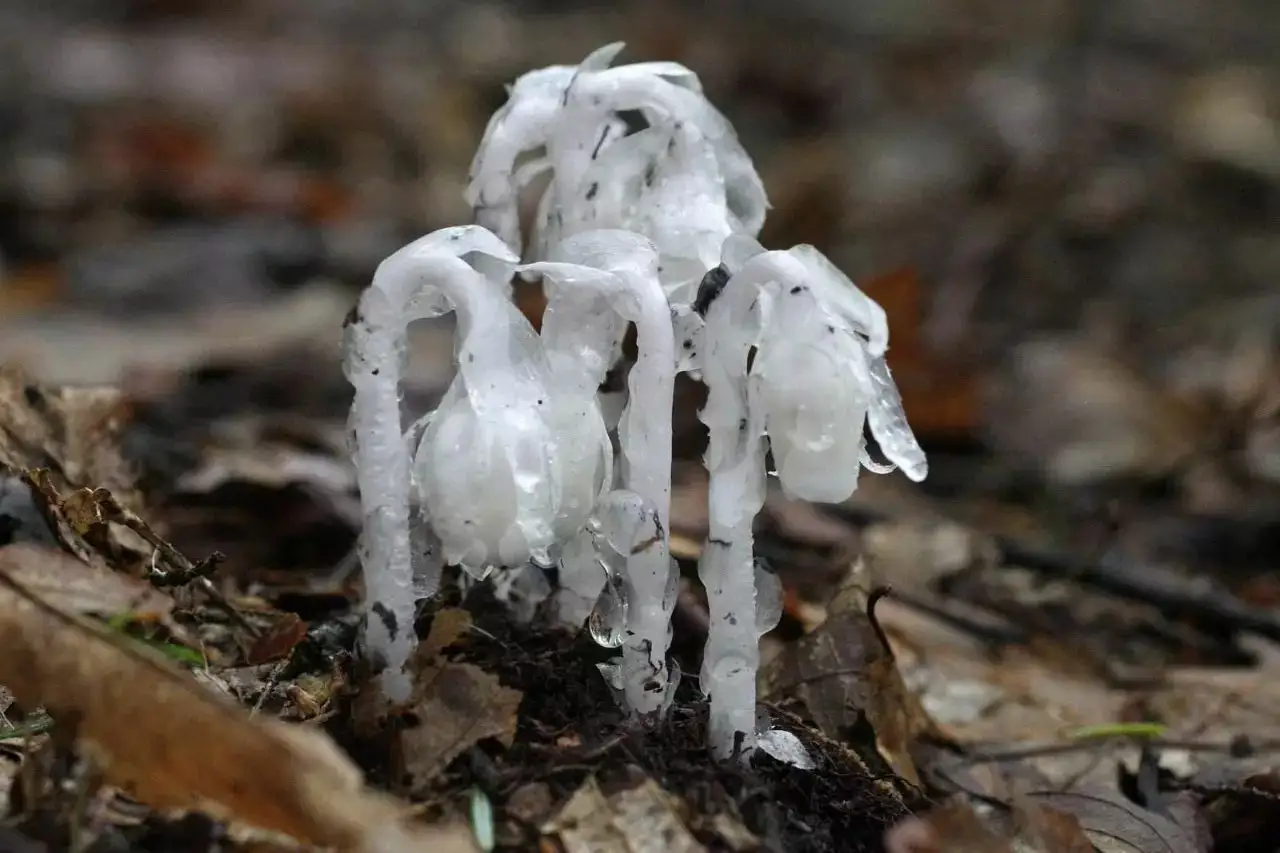 水晶兰为什么叫死亡之花，水晶兰简介和用途 植物百科 第6张