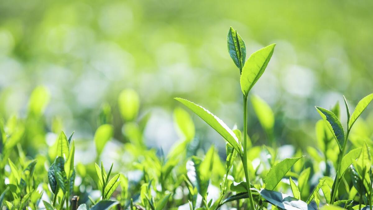 夏天什么时候浇花合适，夏天什么时候给植物浇水最好 养花知识 第2张