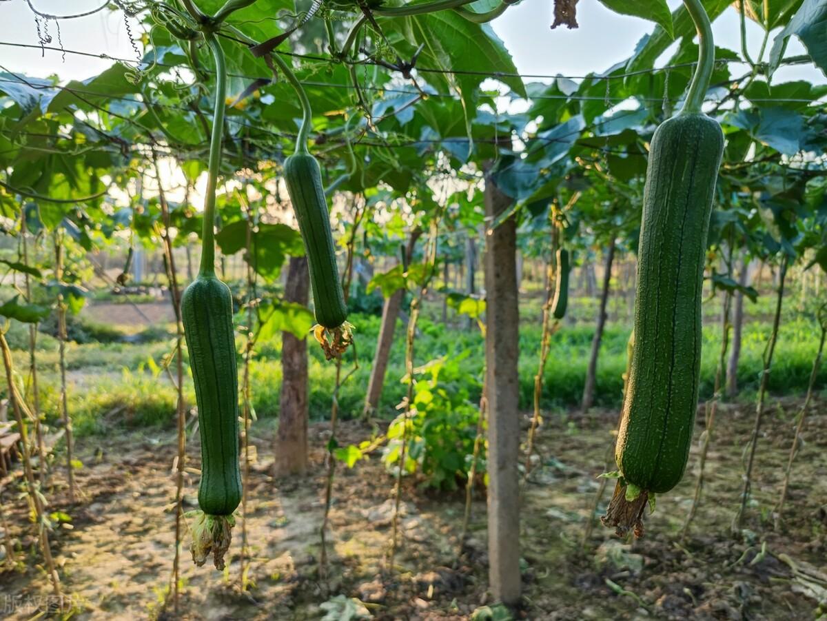 丝瓜种植方法和时间，丝瓜怎么种植全过程详解 阳台种菜 第6张