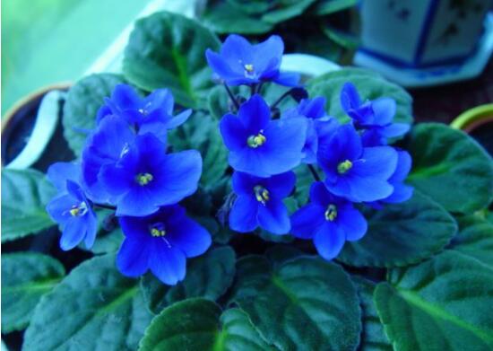 紫罗兰花语是什么，各种颜色紫罗兰花语和寓意 植物百科 第2张
