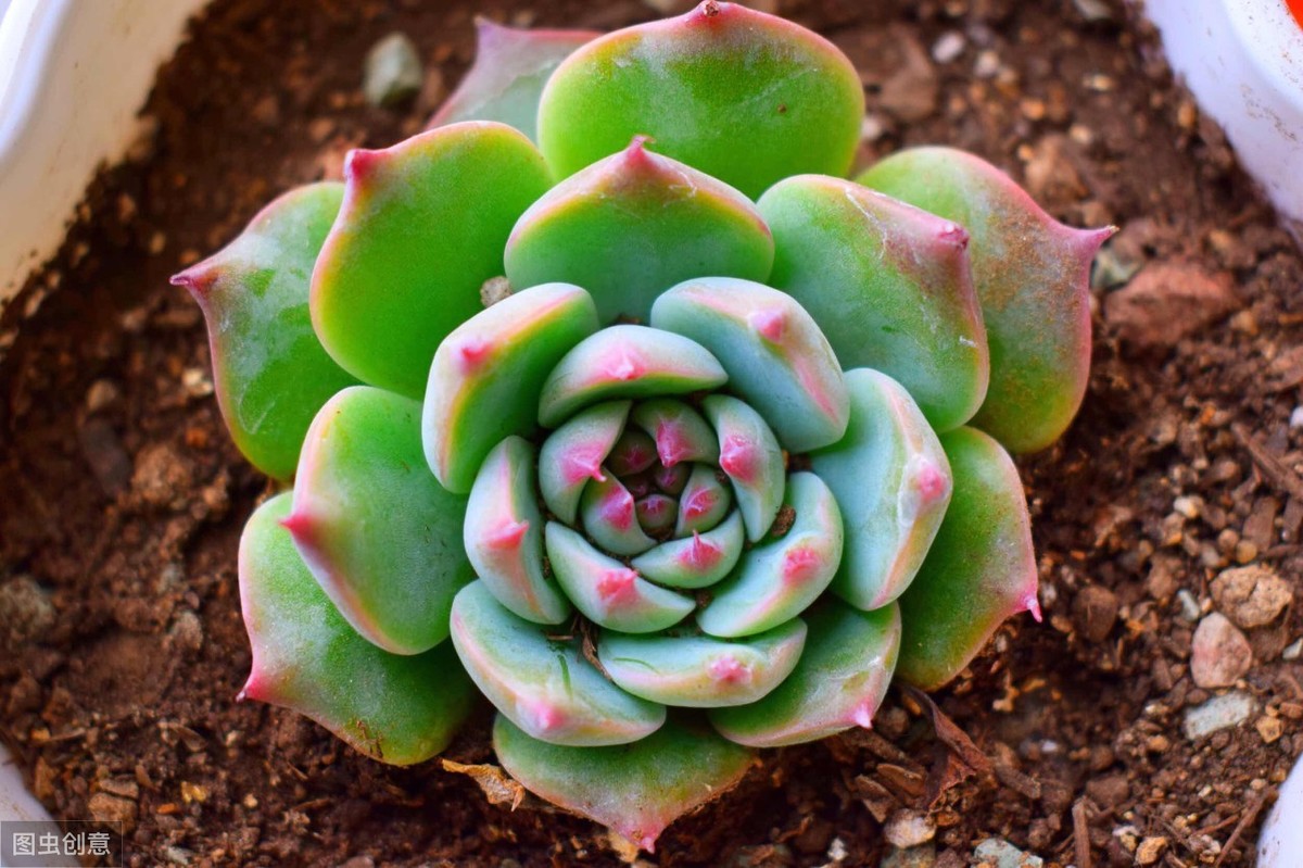 多肉烂根了怎么办该如何挽救，多肉烂根可能原因分析 多肉植物 第3张