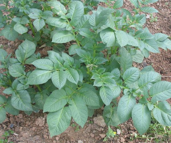 土豆种植季节是什么时候，土豆种植方法 阳台种菜 第3张