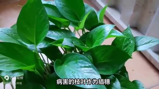 花叶万年青怎么繁殖？花叶万年青的扦插繁殖方法图解 绿植养护 第3张