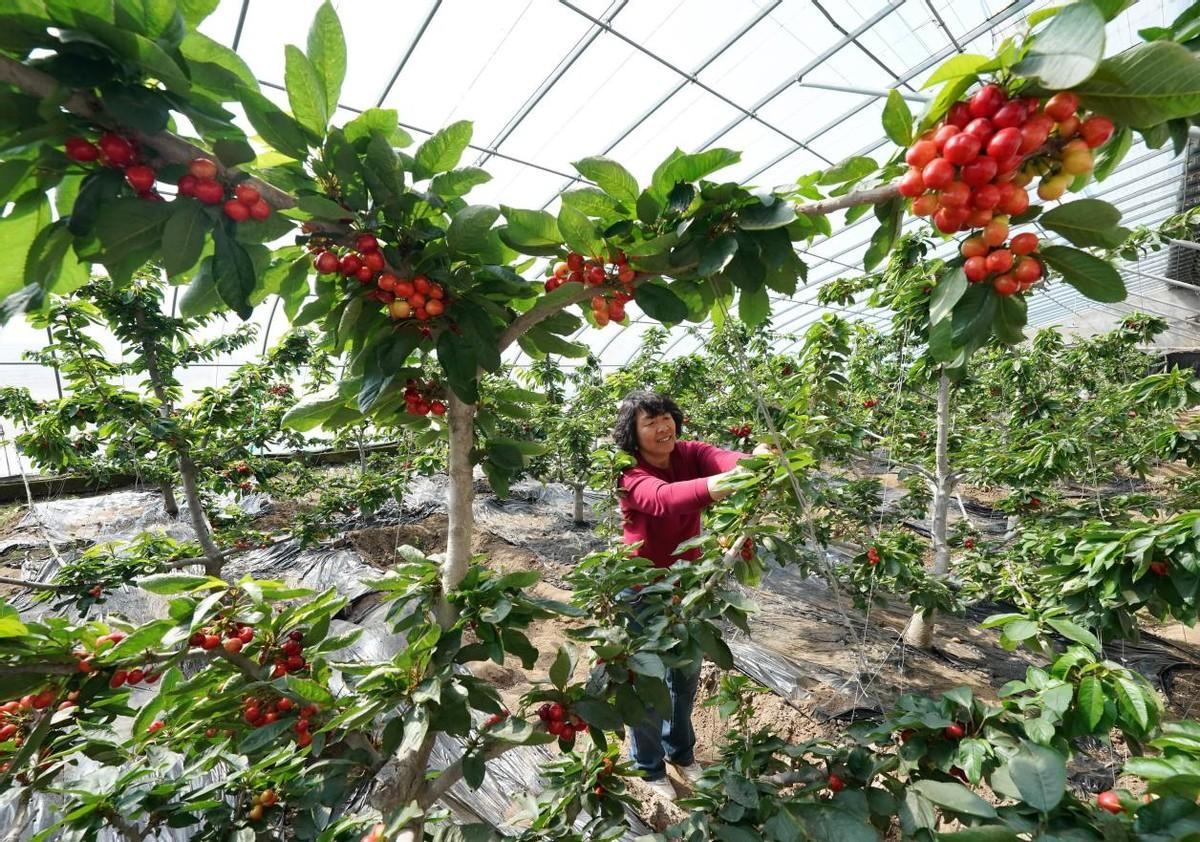 樱桃树的管理方法和技术要点，樱桃树的种植技术及施肥技巧 绿植养护 第4张