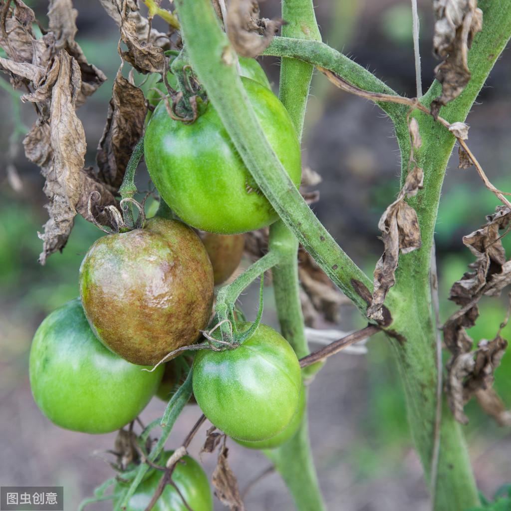 阳台种植西红柿窍门，西红柿阳台盆栽种植方法 阳台种菜 第8张