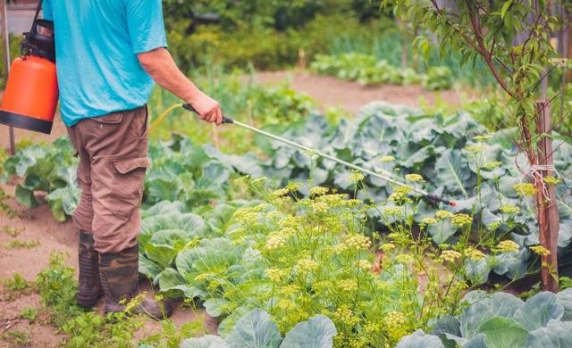 种植黄瓜喷醋有什么作用？ 阳台种菜 第4张