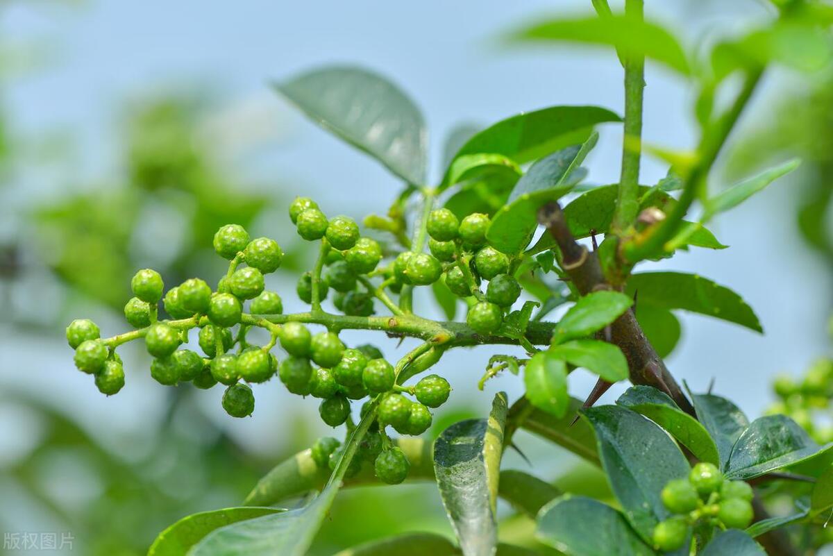 夏天什么时候浇花合适，夏天什么时候给植物浇水最好 养花知识 第4张