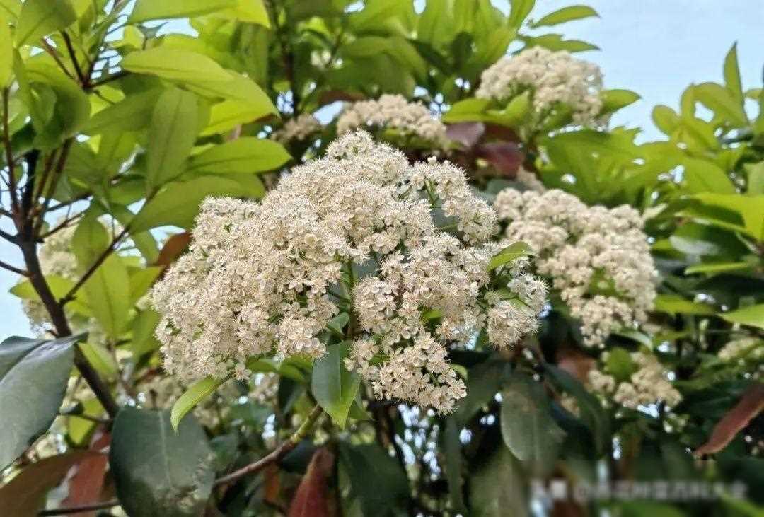 四季常青树有哪些树，一年四季常青的植物有哪些？ 植物百科 第4张