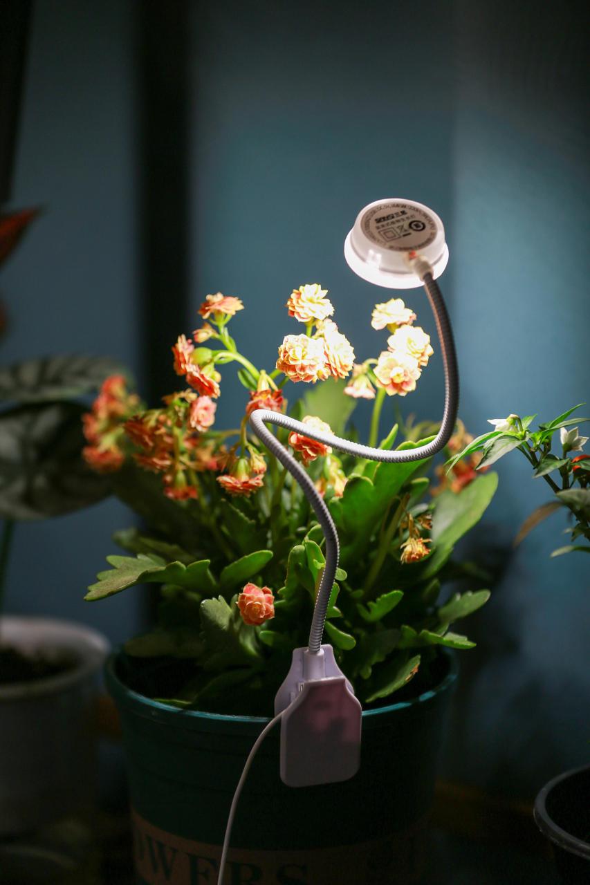 植物补光灯有效果吗，植物补光灯怎么选 养花知识 第5张