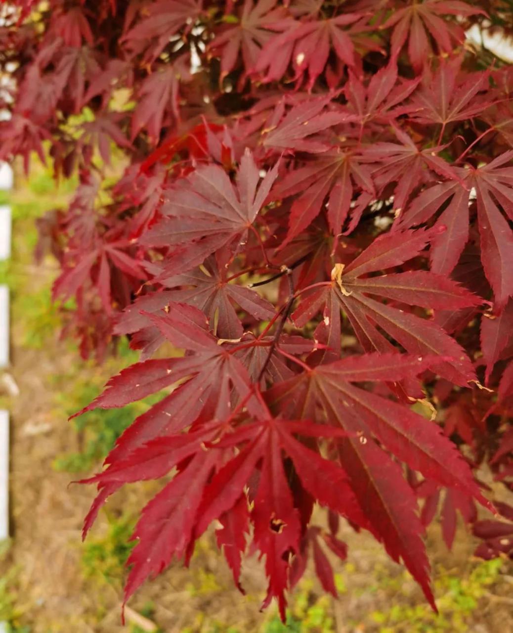 家庭怎样养好红枫盆景，红枫最红最好的品种介绍 绿植养护 第5张