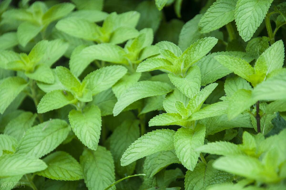 薄荷招虫子吗，薄荷长了密密麻麻的小虫子怎么办？ 绿植养护 第5张