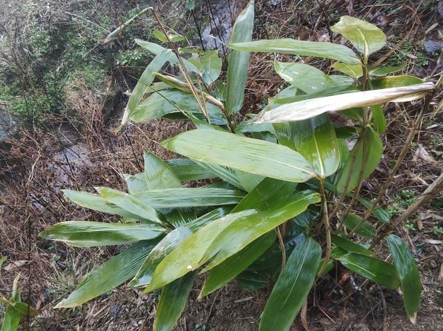 粽子的叶子是什么植物的叶子，原来包粽子的叶子叫箬叶 植物百科 第4张