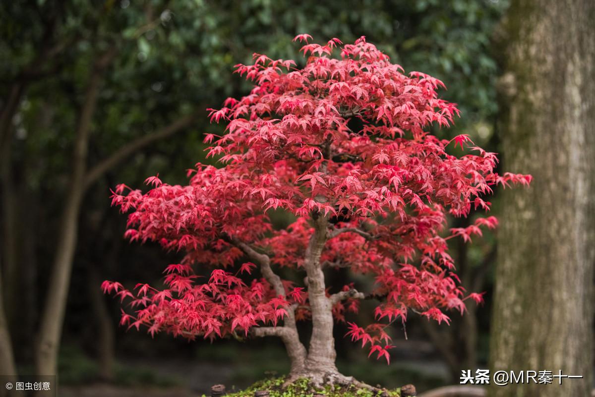 红枫盆景怎么修剪好看，红枫盆景怎样做造型？ 绿植养护 第1张