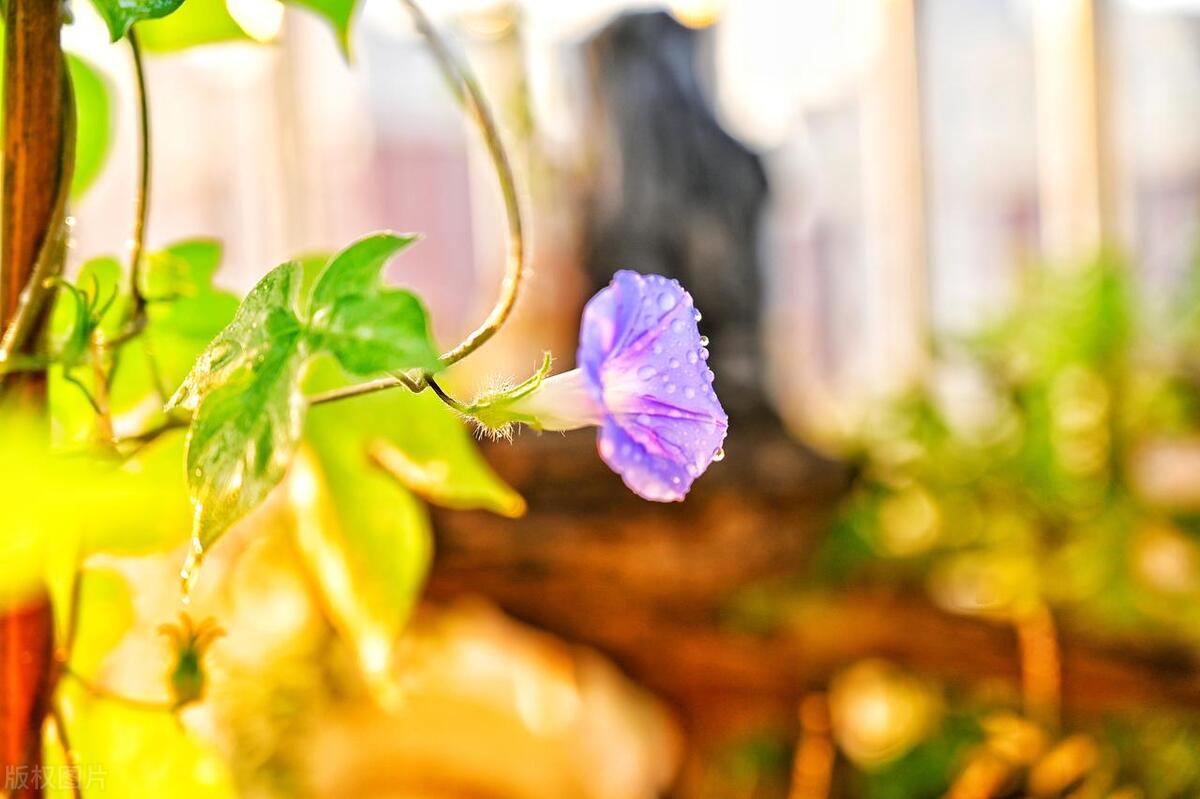 牵牛花有毒吗，揭秘牵牛花的药用价值 养花知识 第4张