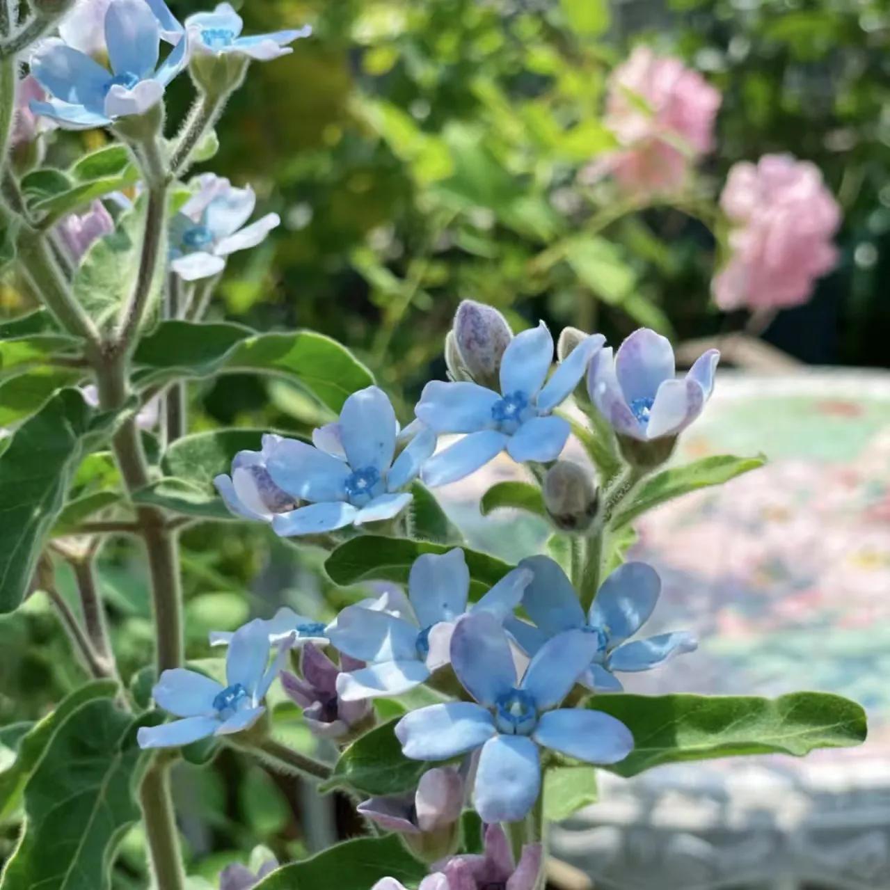蓝星花的花语是什么意思 植物百科 第2张