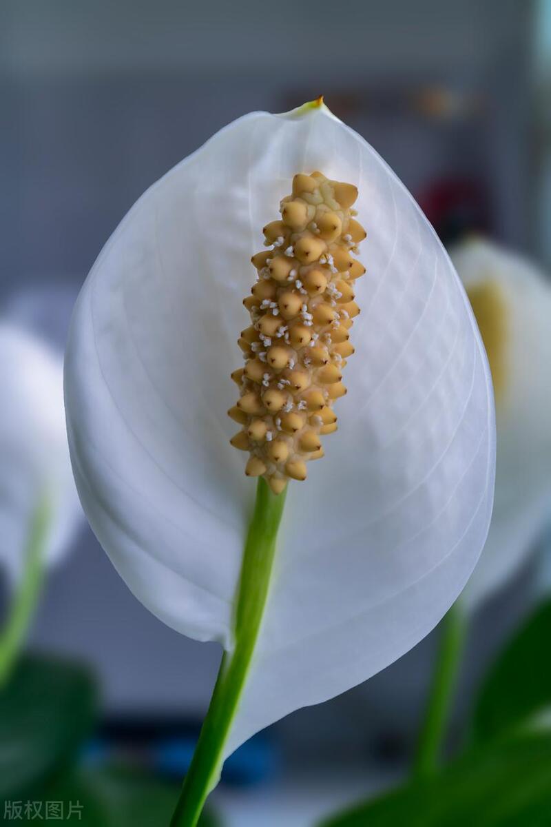 一帆风顺花叶子发黄干枯怎么办，你需要了解这些原因及养护注意事项 绿植养护 第6张