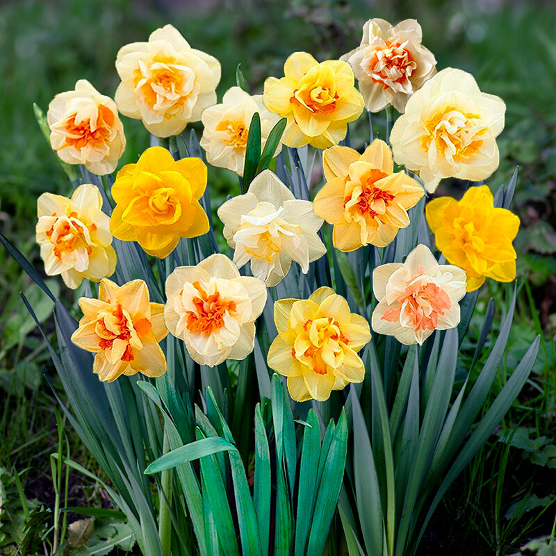 3月开什么花，三月份开花的植物有哪些 养花知识 第5张