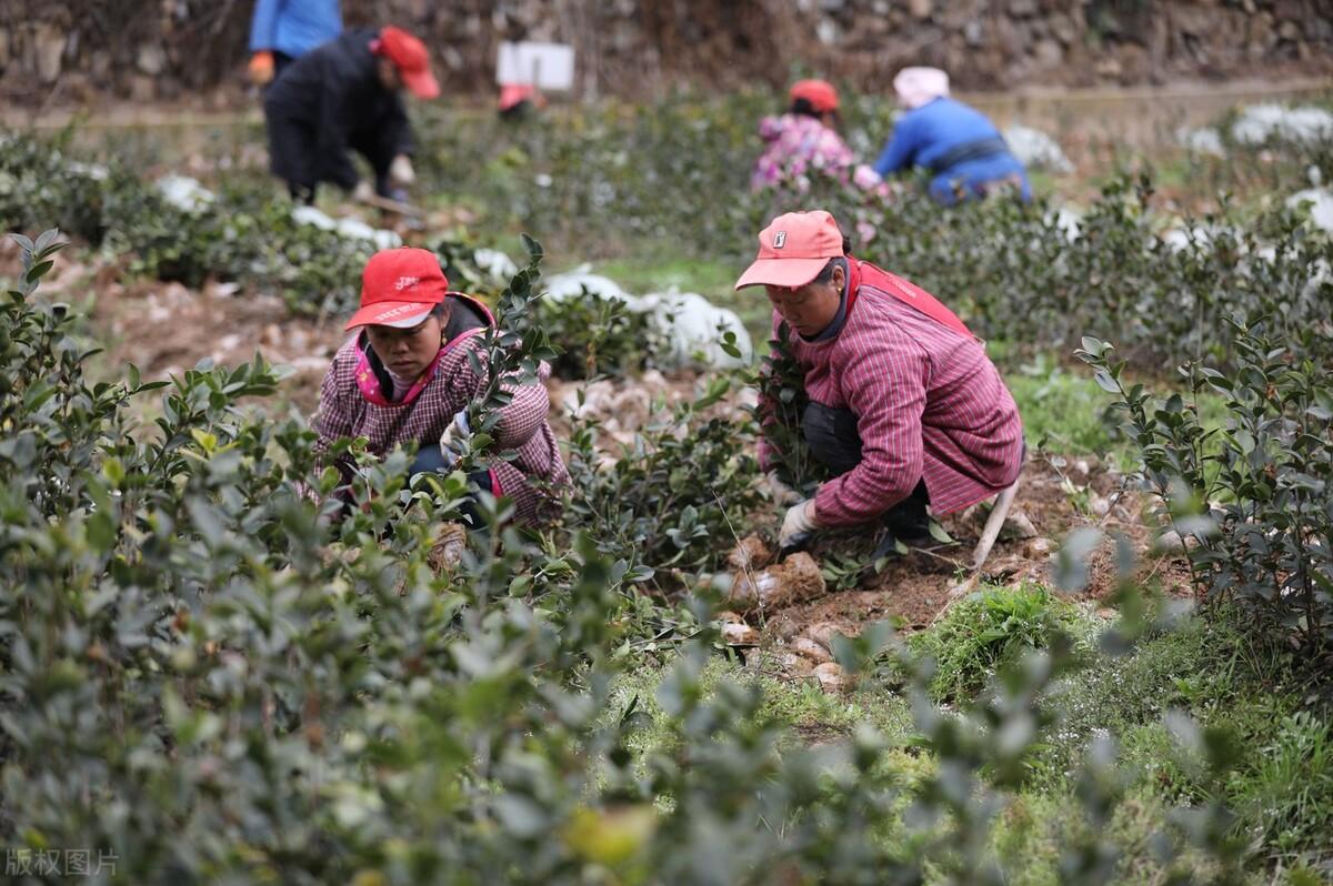 油茶树种植技术，油茶树的种植栽培方法 绿植养护 第4张