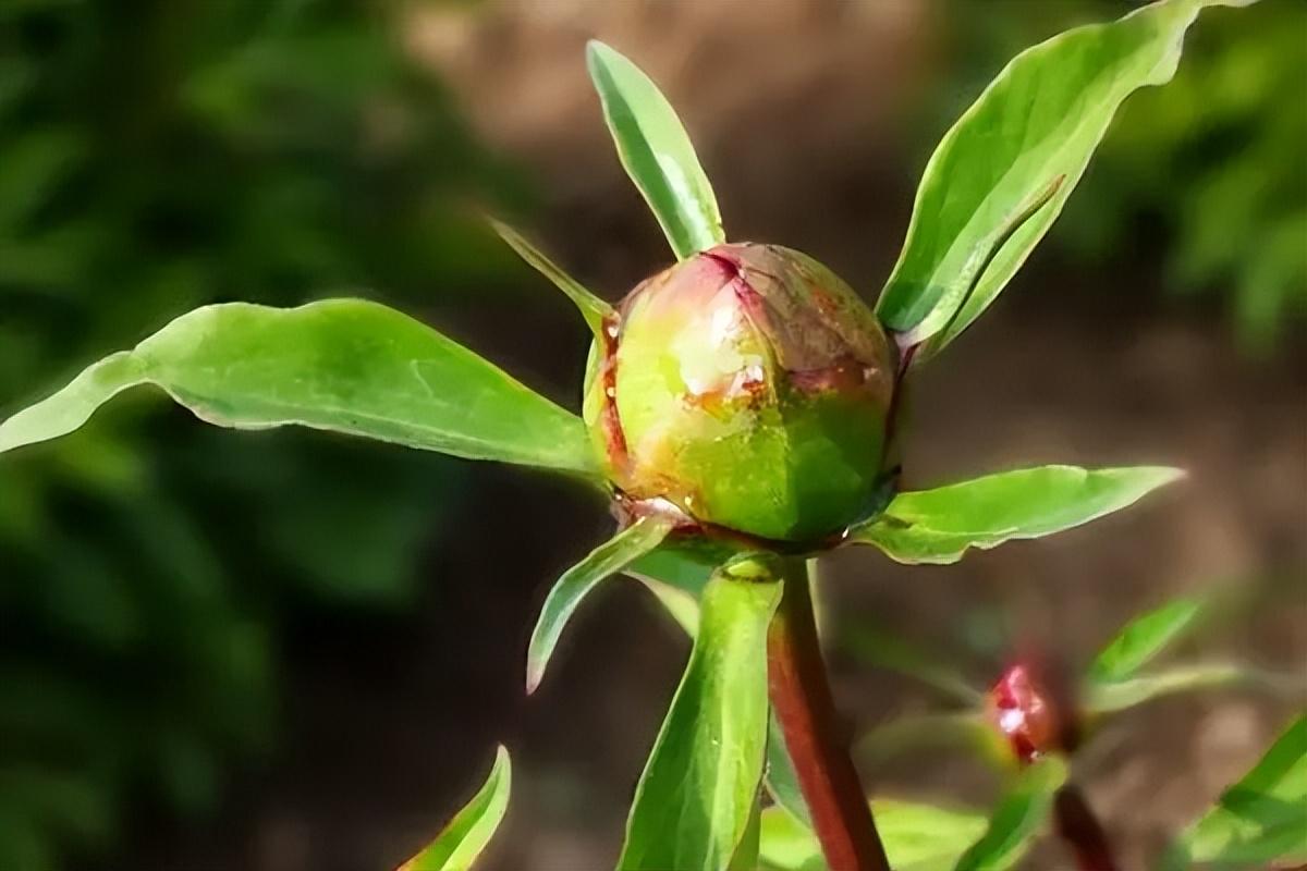 如何盆栽牡丹花？手把手教你养盆栽牡丹！ 养花知识 第6张