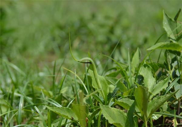 半夏种植技术和栽培方法，半夏怎么种？ 绿植养护 第6张