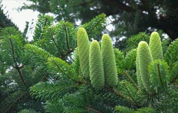 我国珍稀植物有哪些（国家一级重点保护野生植物名录） 植物百科 第23张