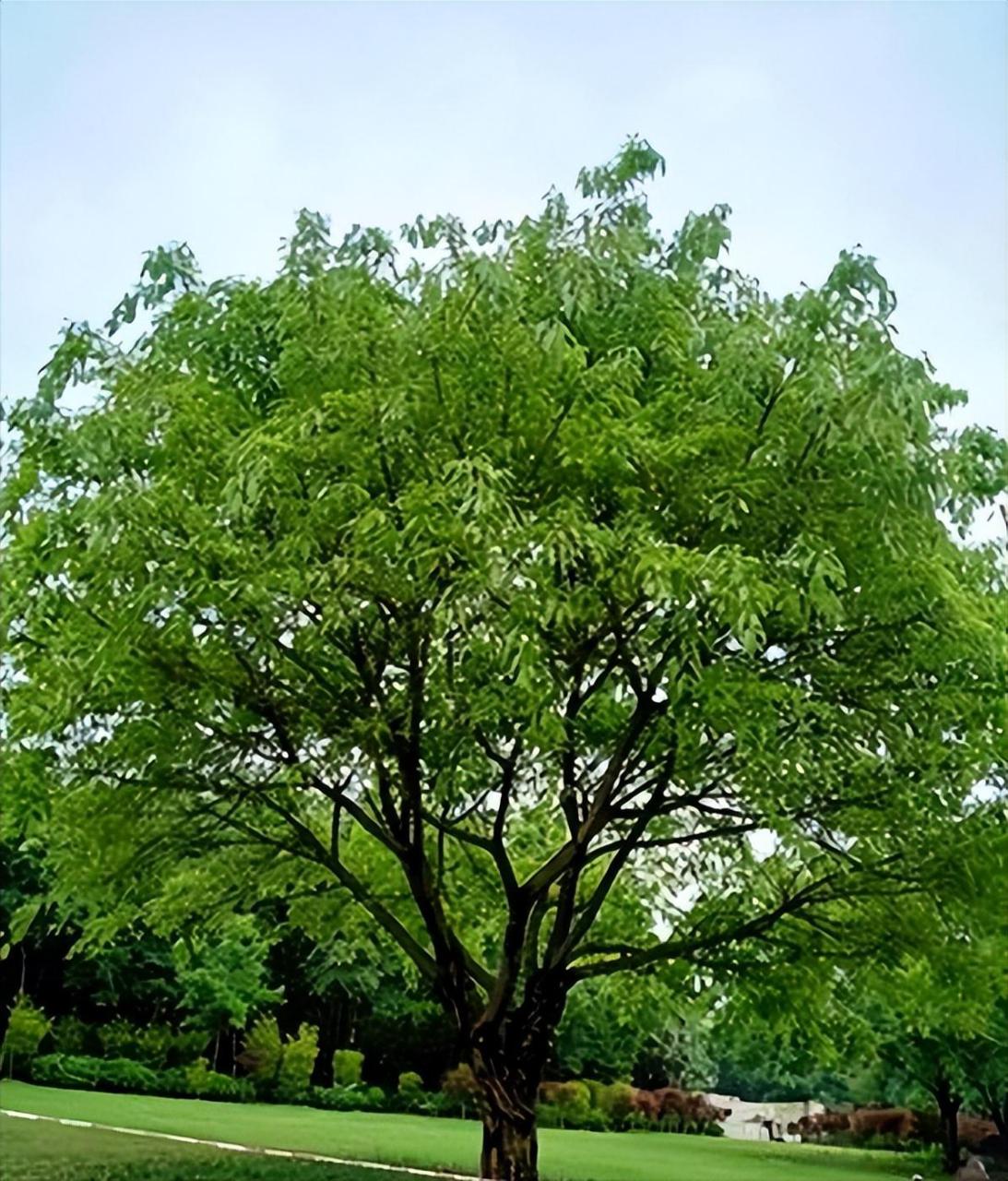 菩提树是什么样子的树（菩提树简介） 植物百科 第5张