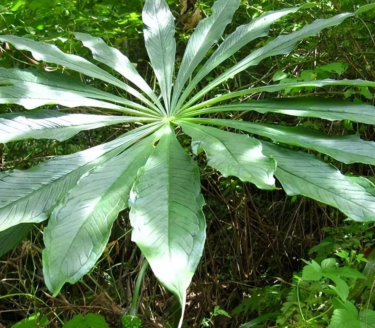 山苞米学名叫什么，天南星的介绍 植物百科 第5张