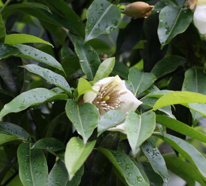 我国珍稀植物有哪些（国家一级重点保护野生植物名录） 植物百科 第17张