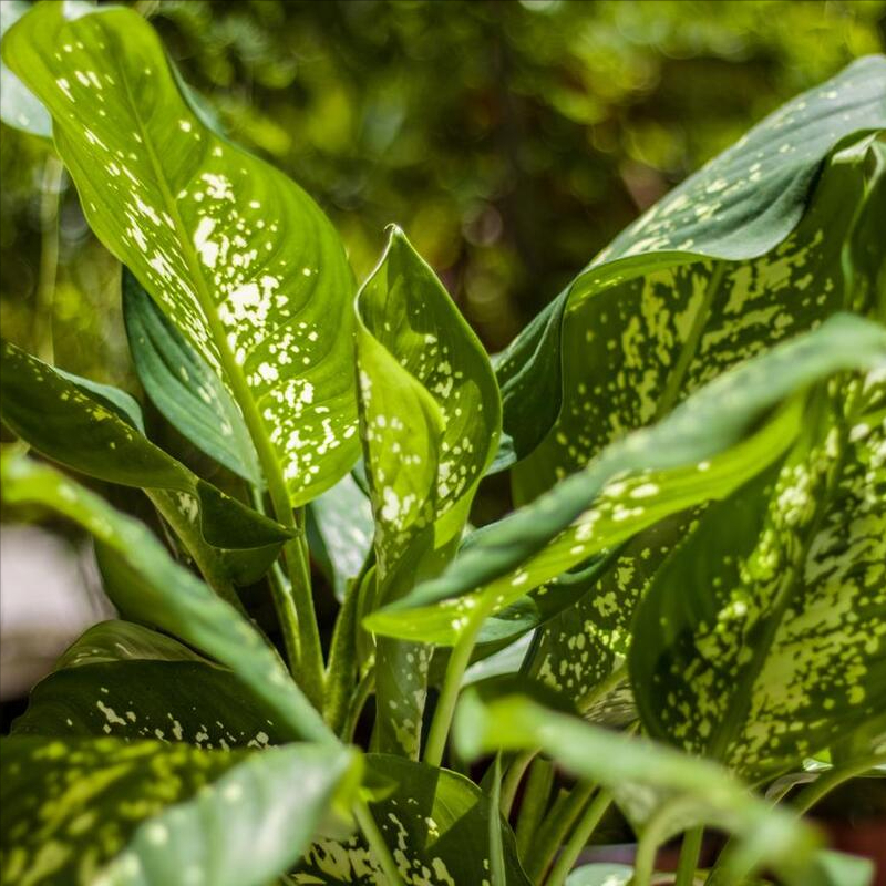 花叶万年青叶子发黄是什么原因，怎么补救？ 绿植养护 第5张