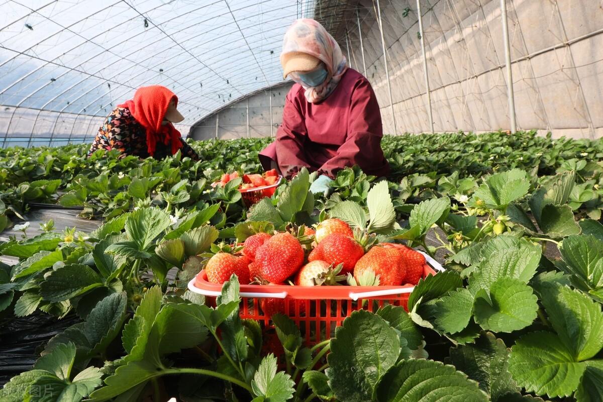 草莓追肥什么肥料，草莓的科学施肥方法 阳台种菜 第3张