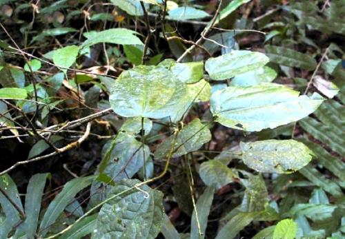 我国珍稀植物有哪些（国家一级重点保护野生植物名录） 植物百科 第3张